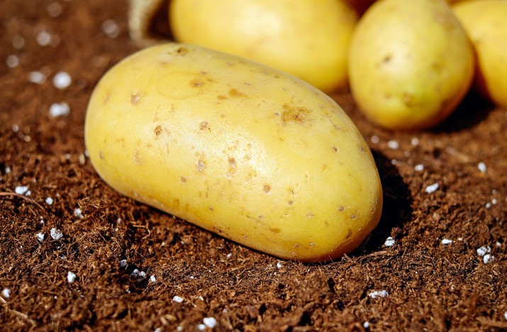 Pěstování brambor